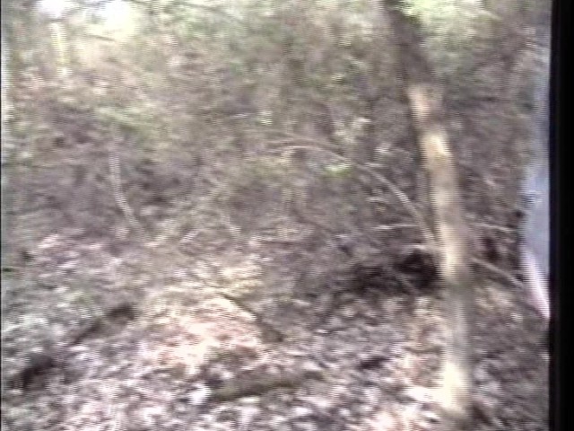 Playing In The Leaves In The Woods