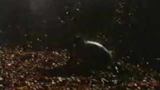 Carole Laure - La Nuit Hortense