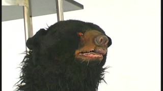 Babe transformed into a bear (movie)